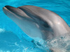 Стадо делфини в морето край местността „Траката”